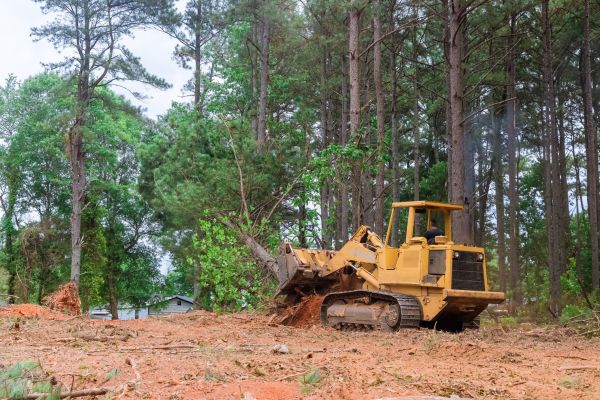 Trees Clearing in Easley
