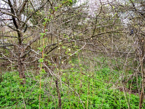 Underbrush Clearing in Easley