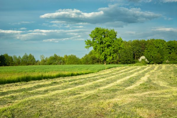 Cost of Vegetation Removal in Easley