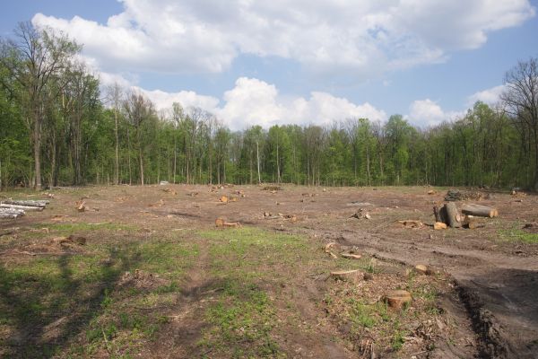 Pasture Clearing in Easley