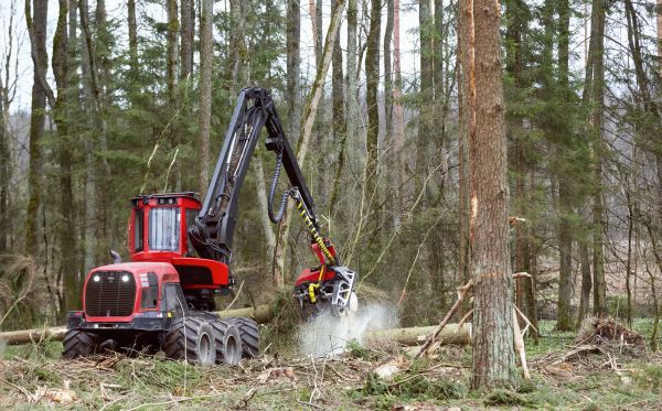 Forest Clearance Service in Easley