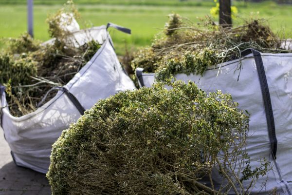 Cost of Bushes Clearing in Easley