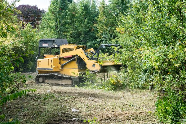 Pathway Clearing in Easley