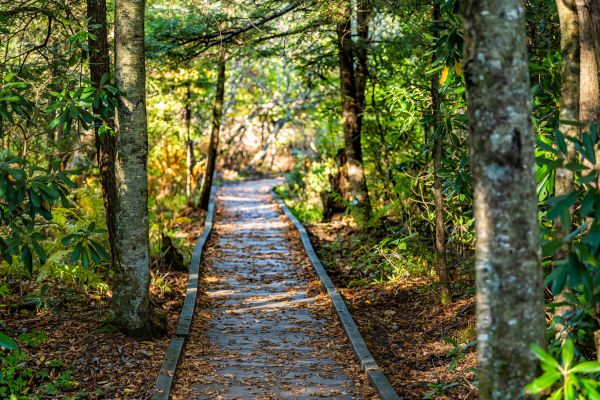 Cost of Trail Clearing in Easley