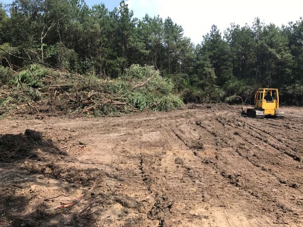 Thicket Clearing in Easley